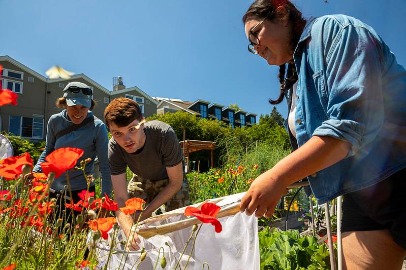 student collecting butterflies