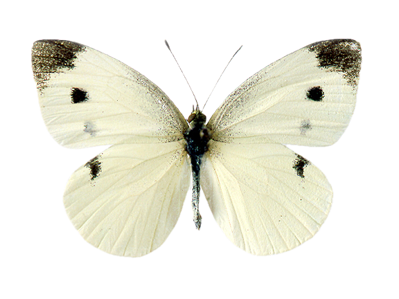 Pieris rapae